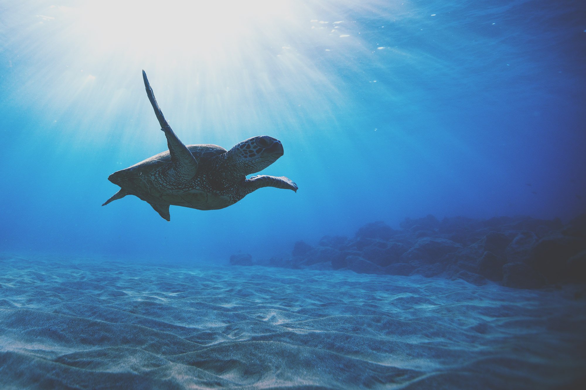 Turtle